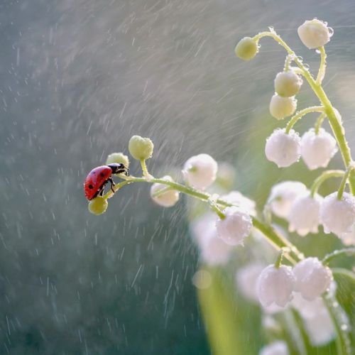 Why does lily of the valley bring good luck?